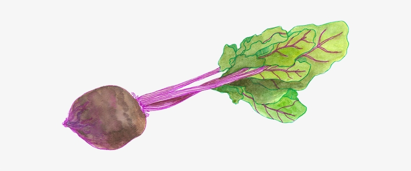 Beets - Beetroot, transparent png download
