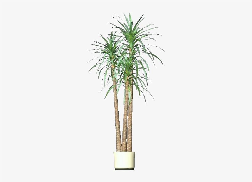 3d Flowers - Dracena - Desert Palm, transparent png download