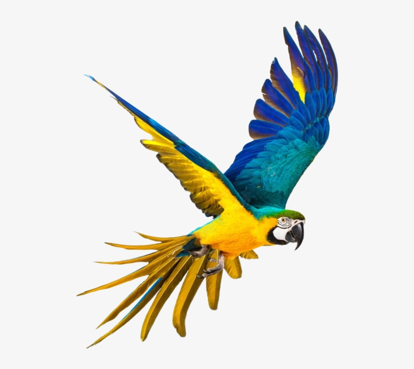 Parrot - Parrot Png, transparent png download