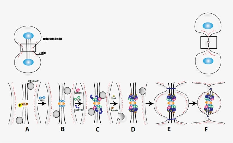 Figure 1. Possible Role Of Escrt Proteins In Abscission. - Diagram, transparent png download