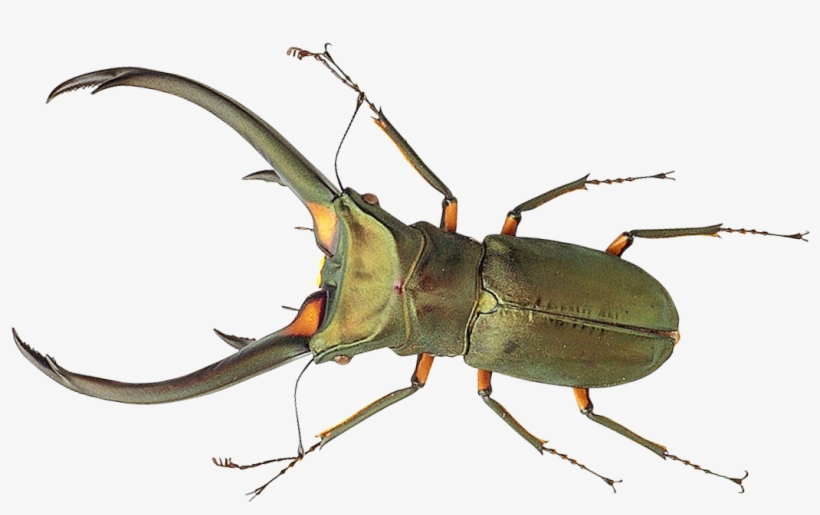 Bug Png Image Purepng Transpa Cc0 Library - Bug Png, transparent png download
