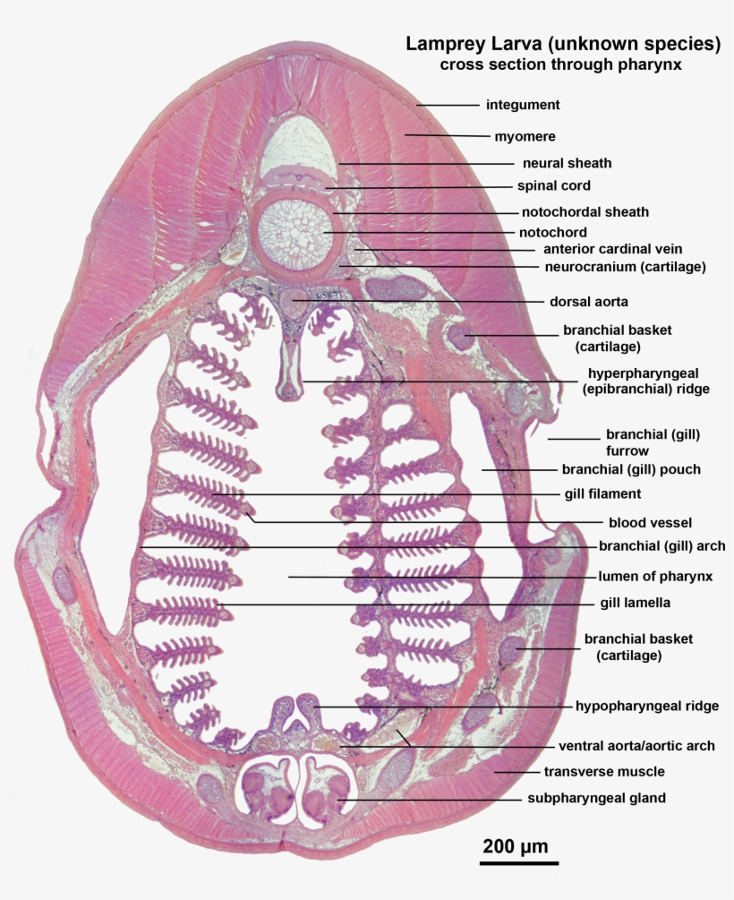 Lamprey Larva X Sect Pharynx Labelled - Nejonöga Mun, transparent png download