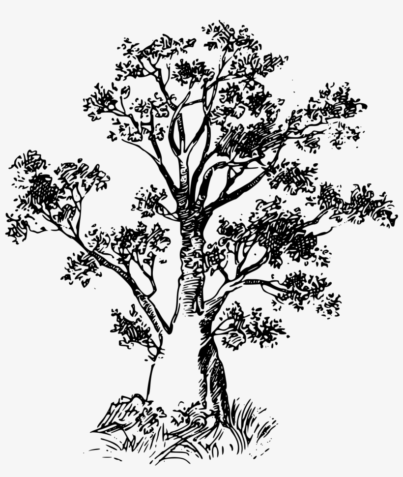 Painted African Tree Png - Baobab En Format Png, transparent png download