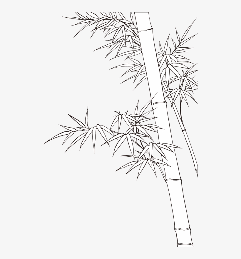 Clipart Bamboo Shoot Bamboe - Drawing, transparent png download