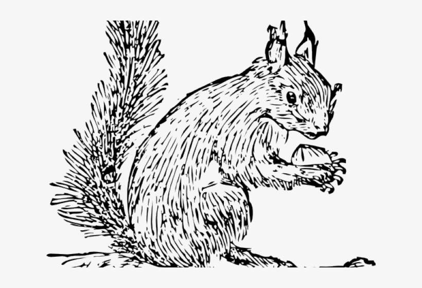 Squirrel Clip Art, transparent png download