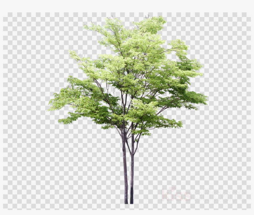 Arbre Photoshop Clipart Tree Drawing - Tree Sketch Png, transparent png download