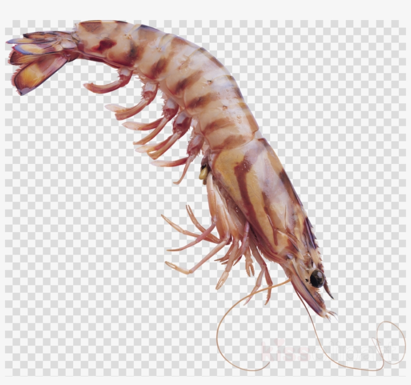 Transparent Krill Clipart Shrimp Clip Art - 海 虾 图片, transparent png download
