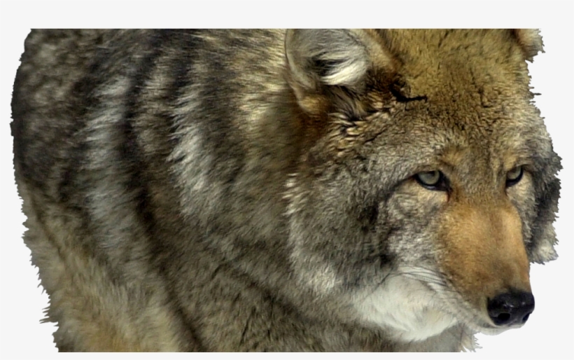Full Grown Coyote, transparent png download