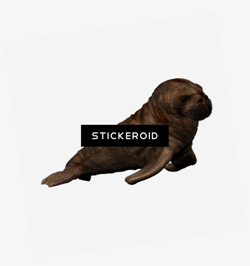 Walrus Animals - Fur Seal, transparent png download