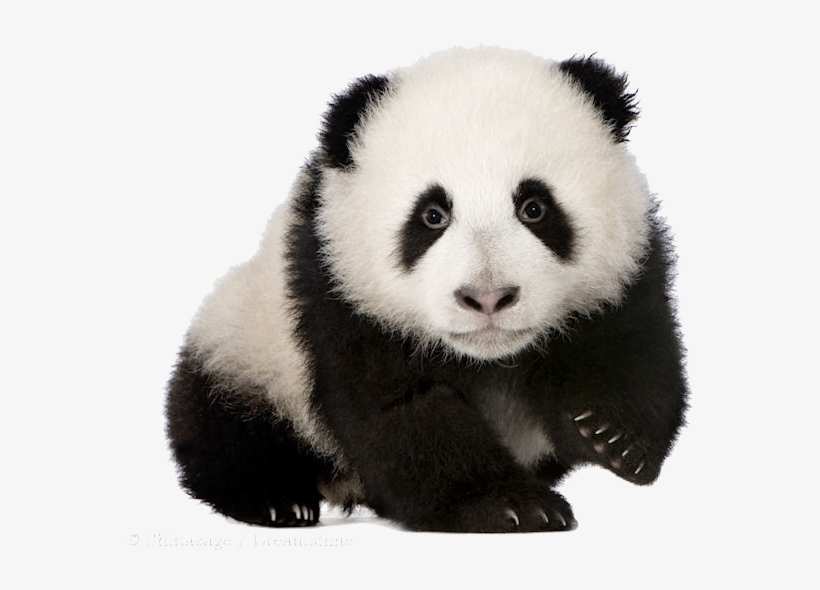 Baby Panda Png Download Image - Baby Panda Transparent Background, transparent png download