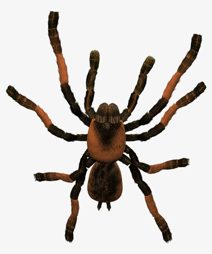 Related Wallpapers - Tarantula, transparent png download
