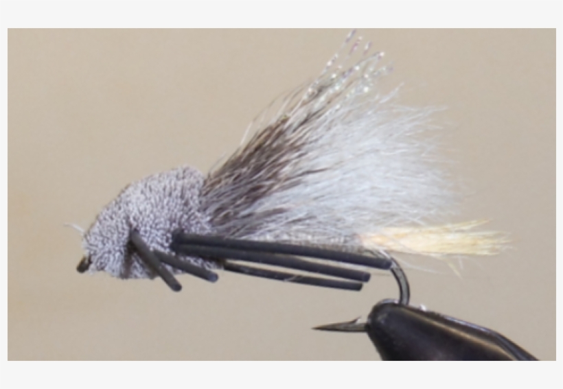 Tarantula - Tan - Insect, transparent png download