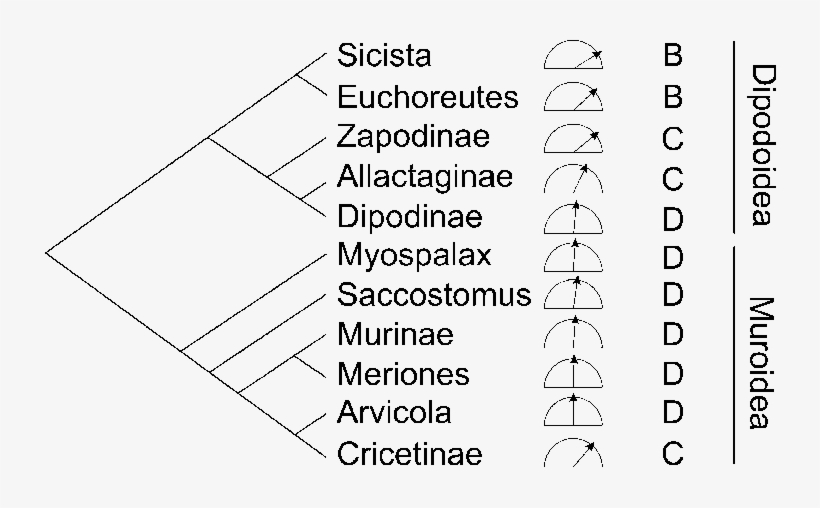 Download - Common Fig, transparent png download