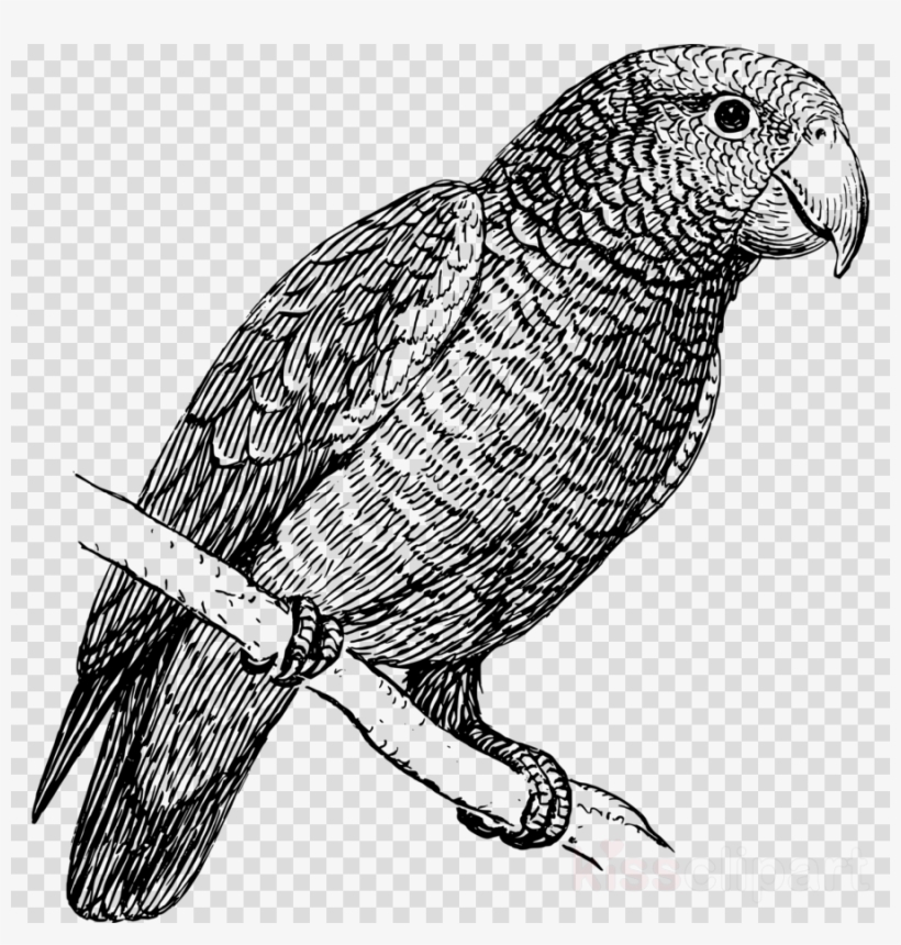 Parrot In Black And White Clipart Budgerigar Bird Clip - Parrot Black And White, transparent png download