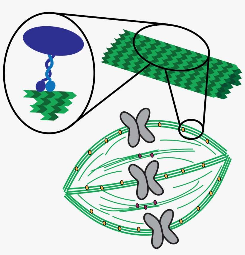 Elting Lab - Anchorage, transparent png download