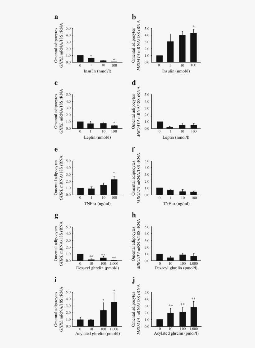 Regulation Of Ghrelin And Goat Production In Human - Ghrelin O-acyltransferase, transparent png download