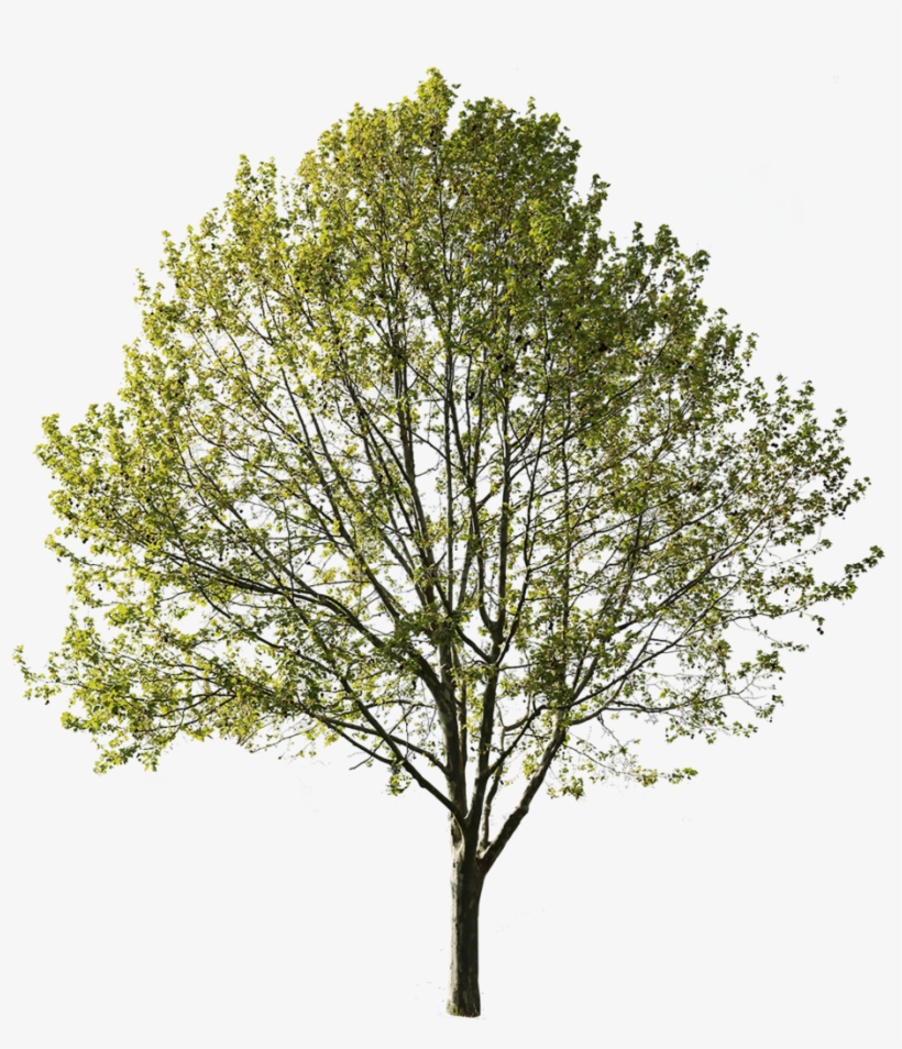 Platanus Occidentalis V - Cut Out Tree Platanus, transparent png download