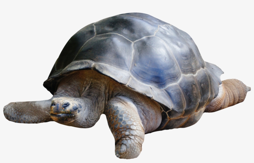 Best Tortoise Png - Tortoise Png, transparent png download
