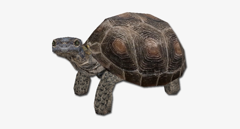 Desert Tortoise - Desert Tortoise Png, transparent png download