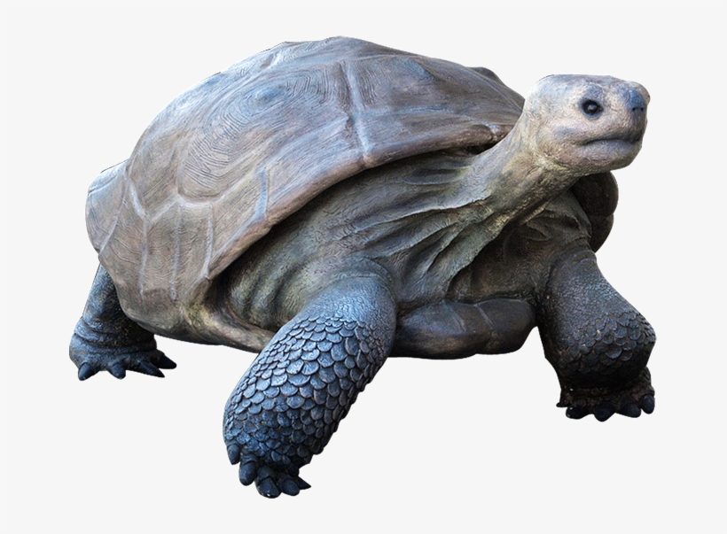 Galapagos Tortoise In Water - Galapagos Png, transparent png download