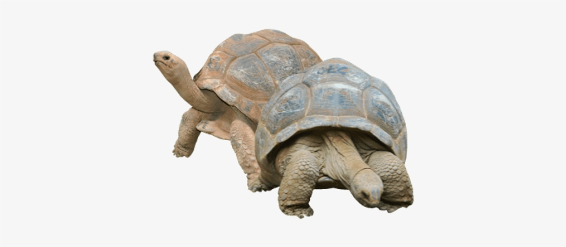 Two Tortoises - Desert Tortoise Transparent Background, transparent png download
