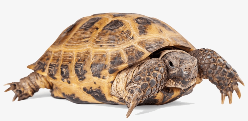 Finally - Transparent Russian Turtle, transparent png download