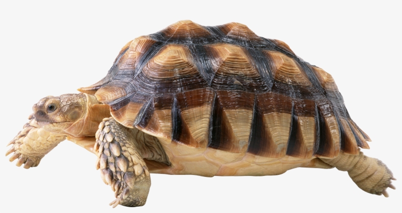 Turtle Png Tortue Png Png Image Transparent Png Free Download On Seekpng