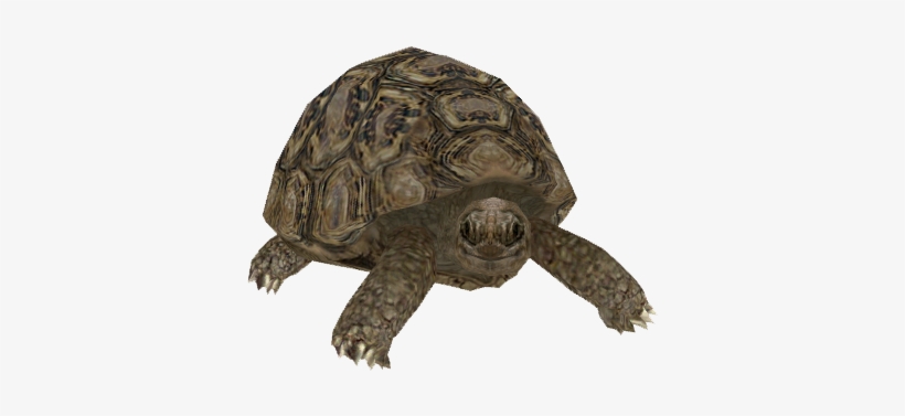 Leopard Tortoise, transparent png download