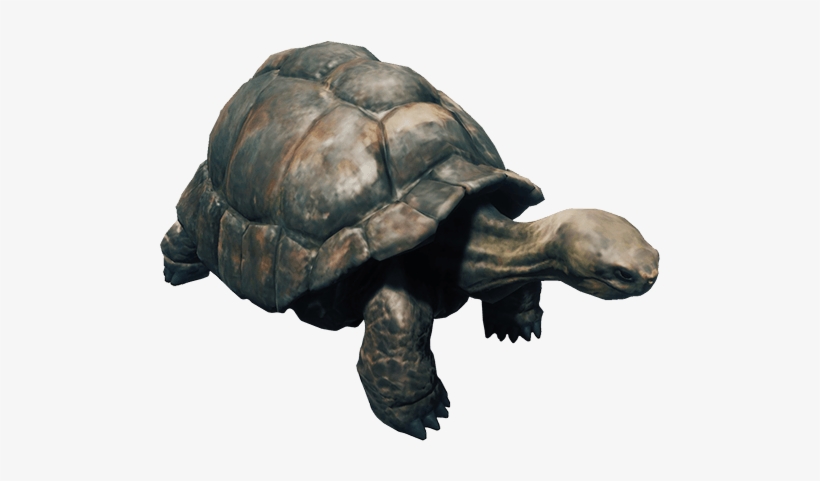 Forest Turtle Png, transparent png download