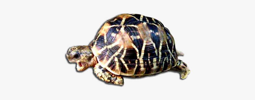 Indian Star Tortoise Png, transparent png download