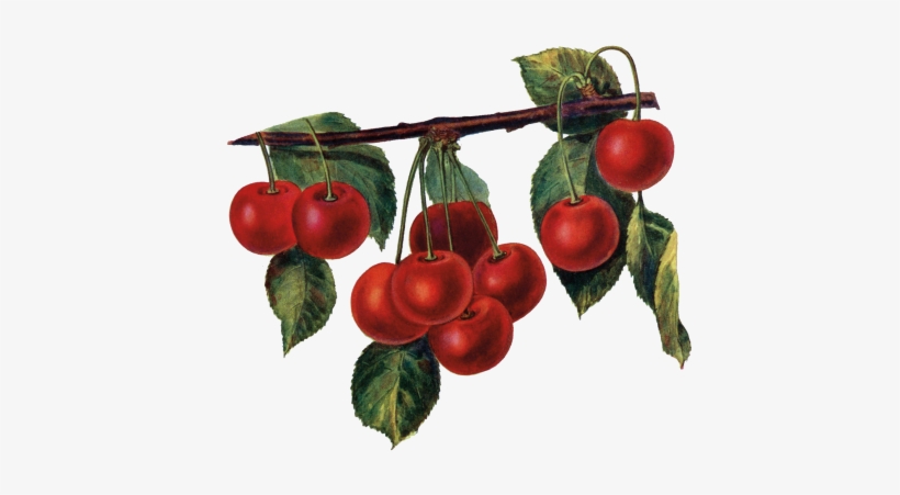 Vine Cherries 2017 11 212017 11 21http - Red Cherries Tote Bag, Adult Unisex, Natural, transparent png download