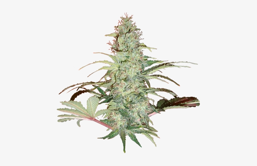 Super Skunk Xtrm - Skunk, transparent png download