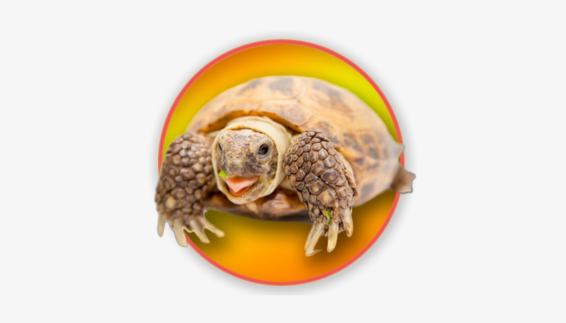Russian Tortoise, transparent png download