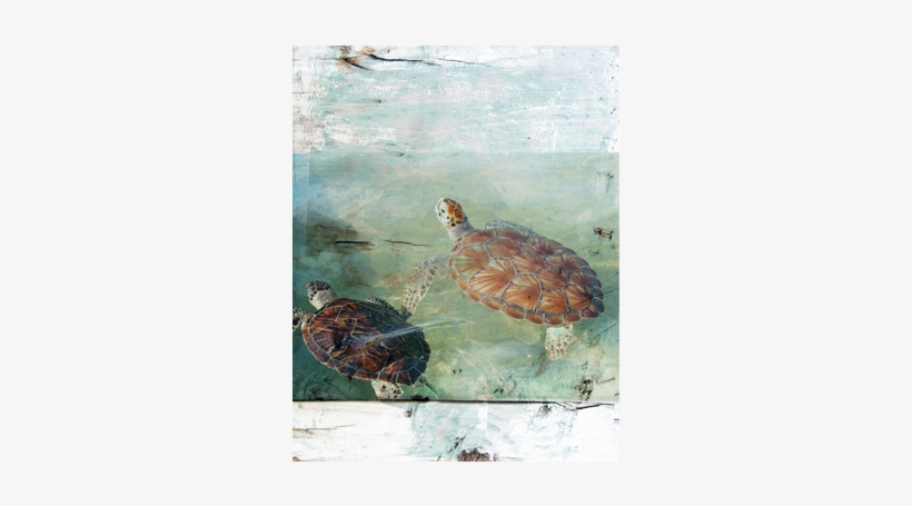 Cayman Turtles Canvas - Green Sea Turtle, transparent png download