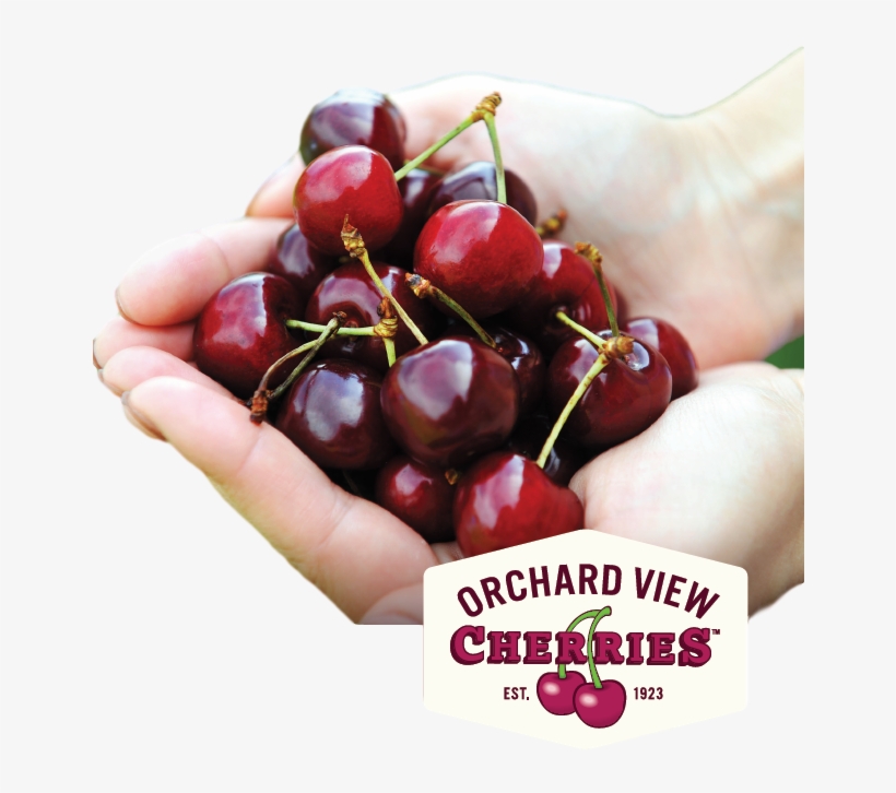 Fresh Cherry Recipes - Cherry, transparent png download