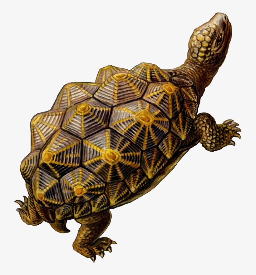 Pre Historic Turtle, transparent png download