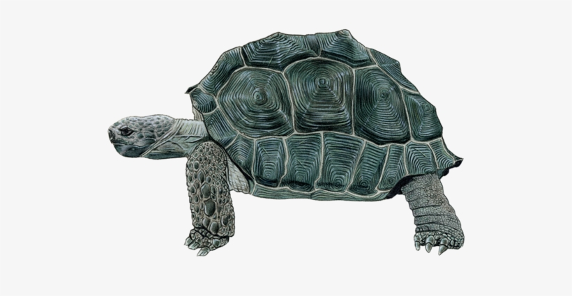 Tortoise - Tattly, transparent png download