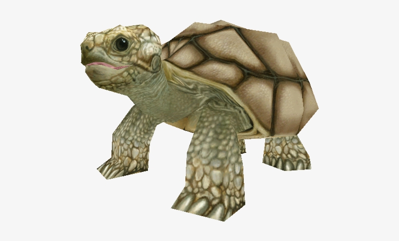 Download Zip Archive - Galápagos Tortoise, transparent png download