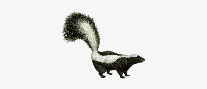 Animals - Skunks - La Mouffette, transparent png download