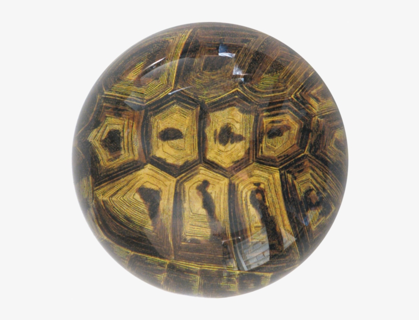 Desert Tortoise, transparent png download