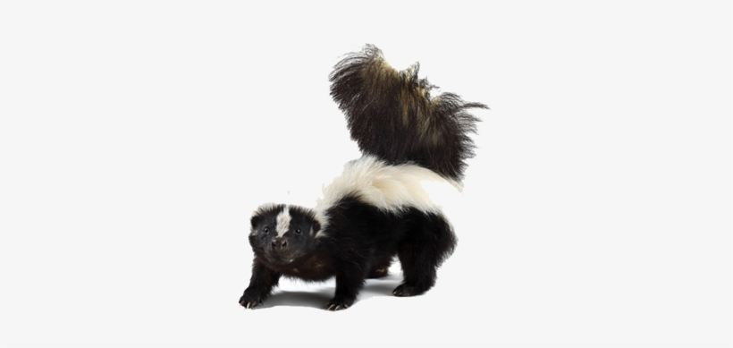 Skunk Png Picture - Skunk Png, transparent png download