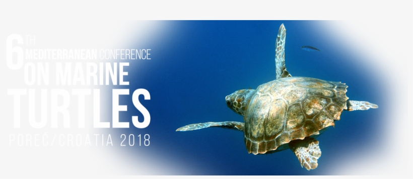 Welcome To The Web Page Of The 6th Mediterranean Conference - Turtle, transparent png download