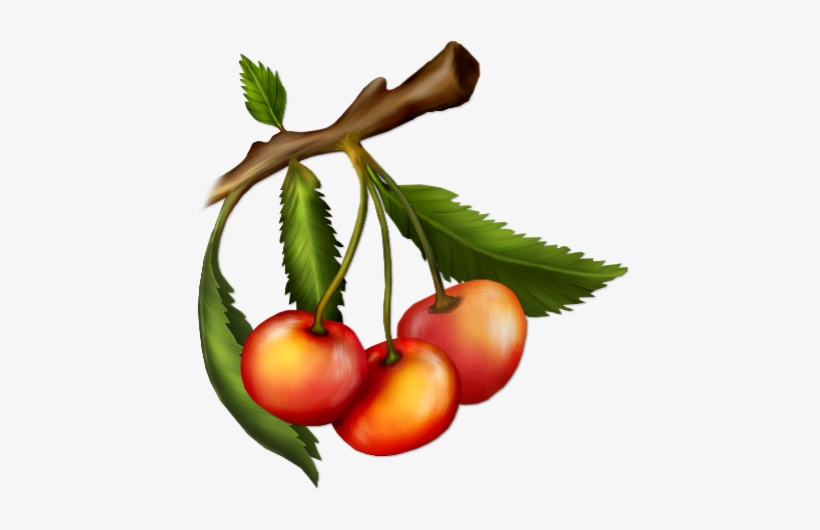 Cherry, transparent png download