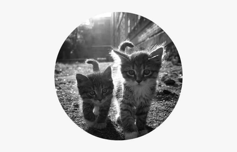 Beautiful Black And White Cat Cats Cute Favim - Cat Stainless Wrist Watch Wristwatches, transparent png download