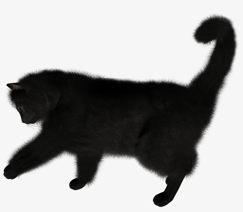 Cat Tail Png Transparent, transparent png download