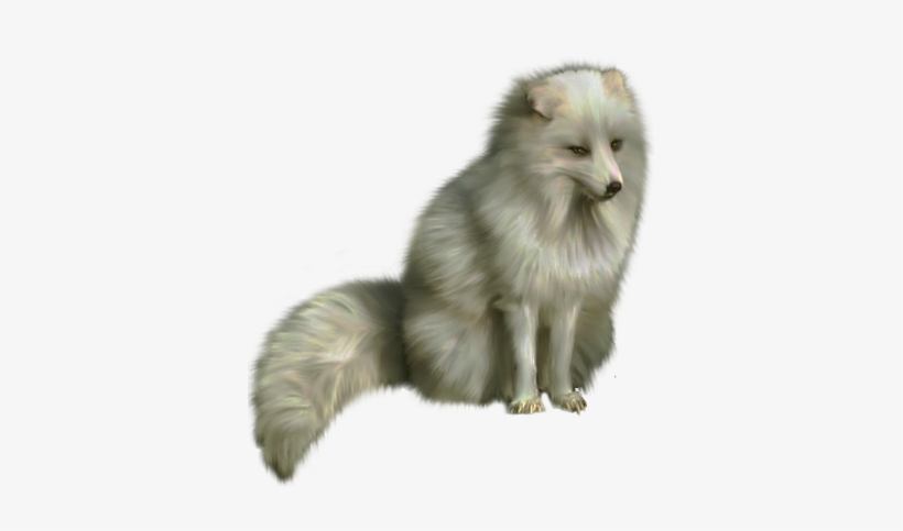 Wa-06 - Arctic Fox, transparent png download