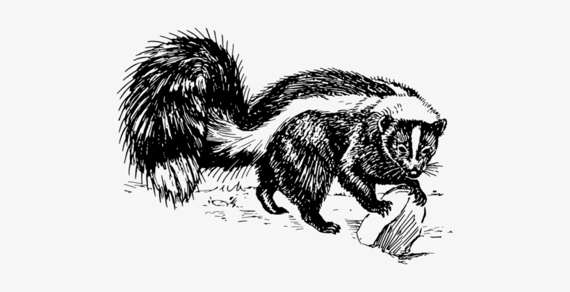 Whiskers Striped Skunk Drawing Black And White - Free Skunk Png, transparent png download