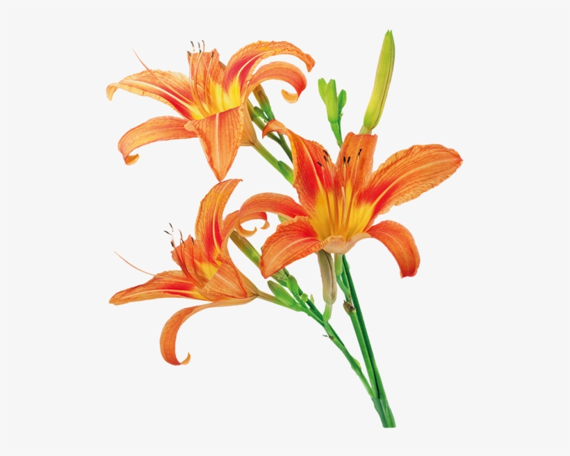 Яндекс - Фотки - Lily, transparent png download
