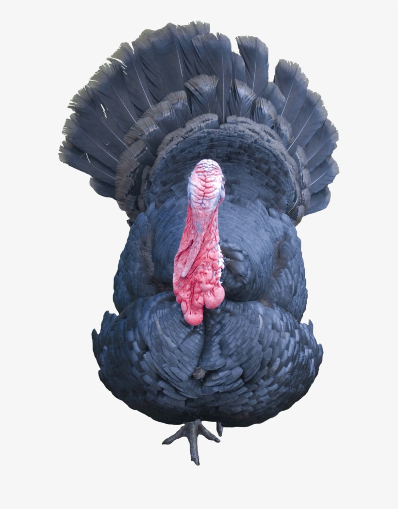 Free Icons Png - Portable Network Graphics, transparent png download