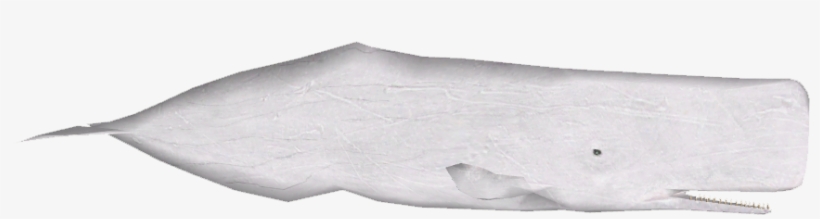 Sperm Whale Variants 3 - Wood, transparent png download
